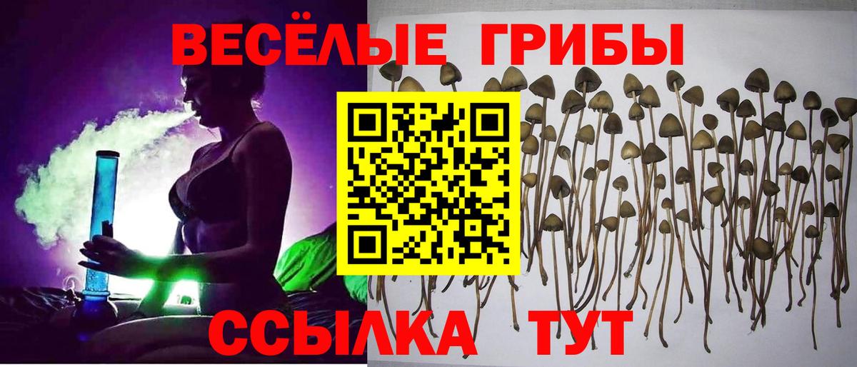 Галлюциногенные грибы мицелий  Вход с VPN  Краснознаменск 